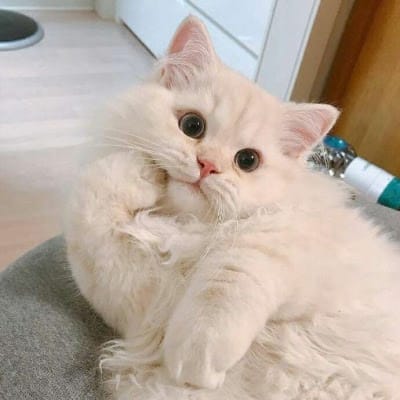 Arif Alvi avatar